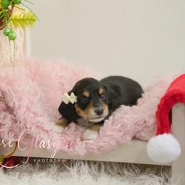 Maple - Black and tan female Dachshund puppy in Knox City, Missouri from Brittney's Dachshunds