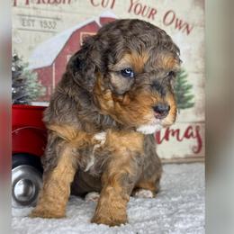 Skye - Merle female Bernedoodle puppy in Hillsboro, Oregon from Myt fine doodles