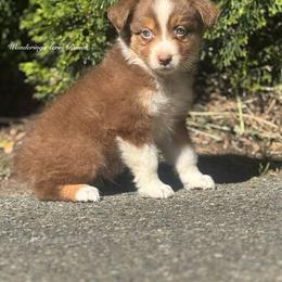 Snickers-Rtm1 - Red tri-color male Australian Shepherd puppy in Chehalis, Washington from Wandering Acres Ranch