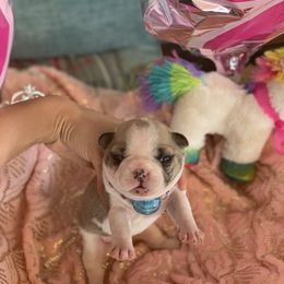 French Bulldog Puppies from Frenchie Paws