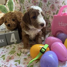 Shyanne - Red  female Goldendoodle puppy in Chino Valley, Arizona from Bass Creek Doodles