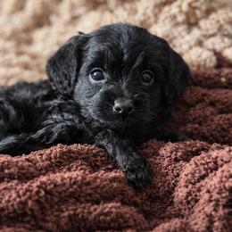 Cavapoo Puppies from Panda Puppies
