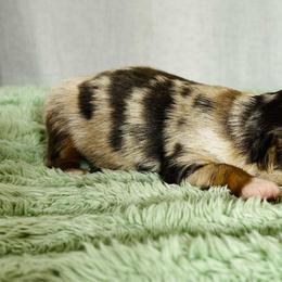 Girl 2 - Red merle female Toy Australian Shepherd puppy in Sulphur, Louisiana from Triple J Aussies and Corgis