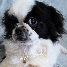 Leonard - Black male Pekingese puppy in Savannah, Georgia from Pekingese Zoo