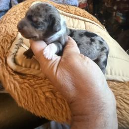 Silver - Dapple male Dachshund puppy in South Haven, Kansas from Keen's Dachshunds