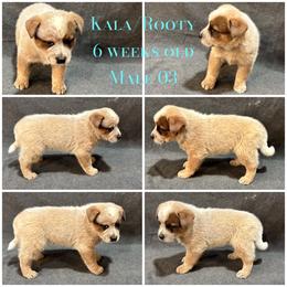 Male 03 - Red speckled male Australian Cattle Dog puppy in Sheridan, Oregon from 6pk Cattledogs