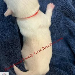 Blaze - White male Chihuahua puppy in Chino Valley, Arizona from Dachshund Family Love Breeders