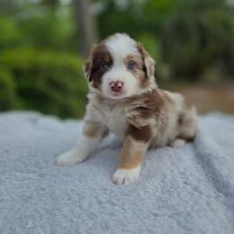 Twixie - Red merle female Australian Shepherd puppy in Summerville, South Carolina from Flowertown Aussies