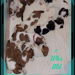 Basset Hound and Bloodhound Puppies from Out Law Hounds Den