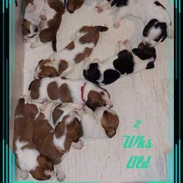 Basset Hound and Bloodhound Puppies from Out Law Hounds Den