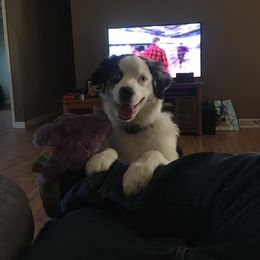 Australian Shepherd Puppies from Moss' Cross Creek Aussie’s