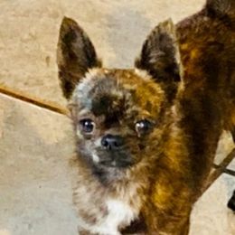 Winnie - Chihuahua