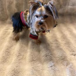Yorkshire Terrier All Grown Up from Akc Quality Yorkies
