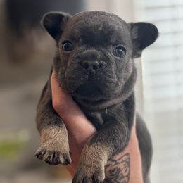 Rocky - Blue male French Bulldog puppy in Fort Oglethorpe, Georgia from Jhuntfrenchies