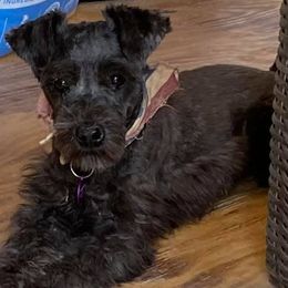 Miniature Schnauzers from Panhandle Schnauzers