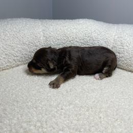 Sailor - Brown female Schnoodle puppy in Lathrop, Missouri from RR Schnoodles