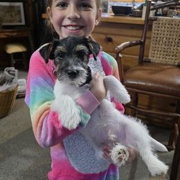 Black Jack - Russell Terrier
