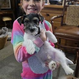 Black Jack - Russell Terrier