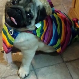Hoskinspugs - Fawn male Pug puppy in Olympia, Washington from Hoskinspugs
