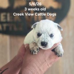 Girl 2 - Blue female Australian Cattle Dog puppy in Monroe, North Carolina from Creek View Cattle Dogs