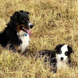 Miniature Australian Shepherds from Dixie Roots Ranch