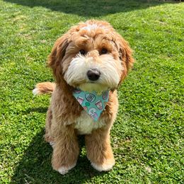 Copper - Australian Labradoodle
