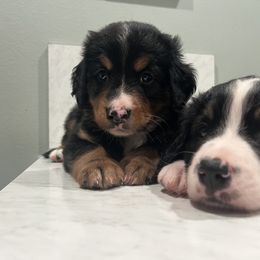 Bernedoodle Puppies from Cove Creek Companions
