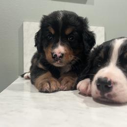 Bernedoodle Puppies from Cove Creek Companions