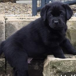 Halford   (Hal) - Black male Labrador Retriever puppy in Greenwich, Ohio from Pure Gem Kennel