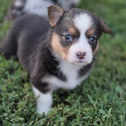 Female 2 - Black and tan female Pembroke Welsh Corgi puppy in Portland, North Dakota from Sliding stop corgis