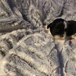Shih Tzu Puppies from Kelly's Shih Tzus