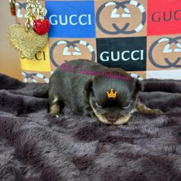Jino - Chocolate and tan male Chihuahua puppy in Anderson, South Carolina from Lil Treasures Chihuahuas