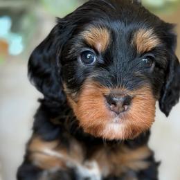 Lamb chop - female Bernedoodle puppy in Yuciapa, California from AlltheDoodlez_