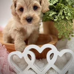 Blue collared male - Apricot male Maltipoo puppy in Marshallville, Ohio from Grassy Meadow Pups
