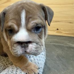 Latte - Lilac tri-color male Bulldog puppy in Medical Lake, Washington from Back Forty Boxers and Old English Bulldogs