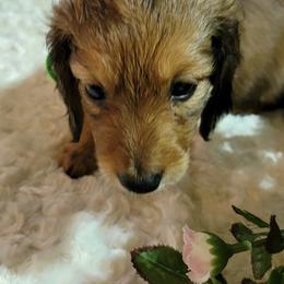 Dachshund Puppies from CLARK'S BREEDING PROGRAM