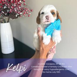 Kelpi - White male Cavapoo puppy in South Jordan, Utah from Wonderful World Doodles
