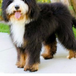Daisy - Bernedoodle