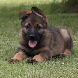 German Shepherds from Island Shepherds
