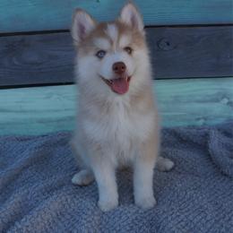 Paul - Red and white male Pomsky puppy in Krum, Texas from Paw-Some Pomskies