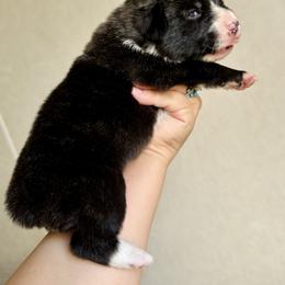 American Corgi Puppies from 5H Corgis