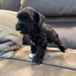 Lulu's black beauty - Black female Miniature Schnauzer puppy in Forest, Virginia from Prestige Kennel LLC