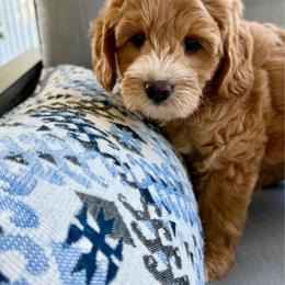 Zircon - Red male Australian Labradoodle puppy in Sacramento, California from Delta Breeze Labradoodles