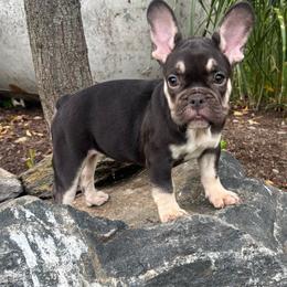 Serena - Black and tan female French Bulldog puppy in Ronks, Pennsylvania from Bleu Rock French Bulldogs