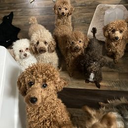 Poodle Puppies from Tiny Red Toy Poodles