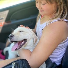 Labrador Retriever Puppies from Jewell Labradors