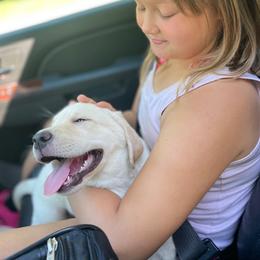 Labrador Retriever Puppies from Jewell Labradors