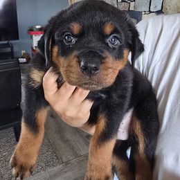 Lil Natan - Black and mahogany male Rottweiler puppy in Salt Lake City, Utah from Snubnose Rottweilers LLC