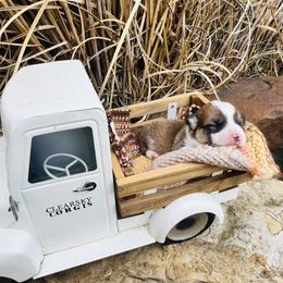Reba - Red female Pembroke Welsh Corgi puppy in Sheldon, Missouri from Clearsky Corgis