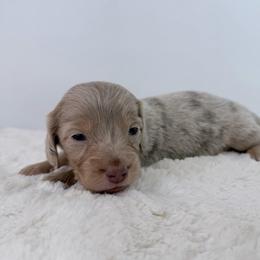 Zion - Dapple male Dachshund puppy in Sonora, California from HEFFERNAN HOUNDS